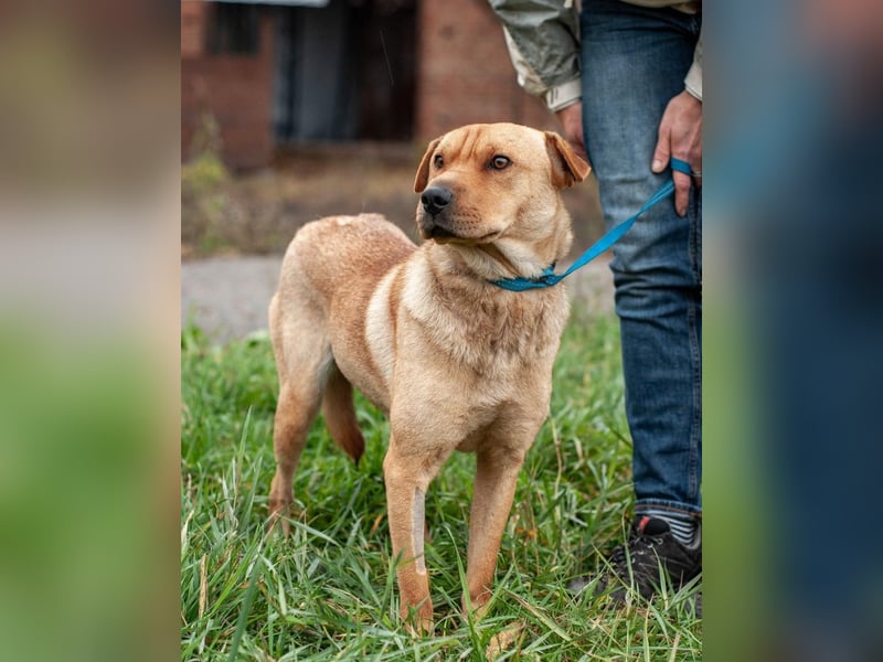 Wundervolle Shar Pei-Mix Dame Daly (Ukraine)