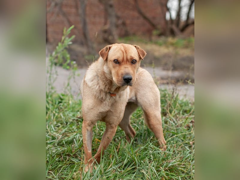 Wundervolle Shar Pei-Mix Dame Daly (Ukraine)