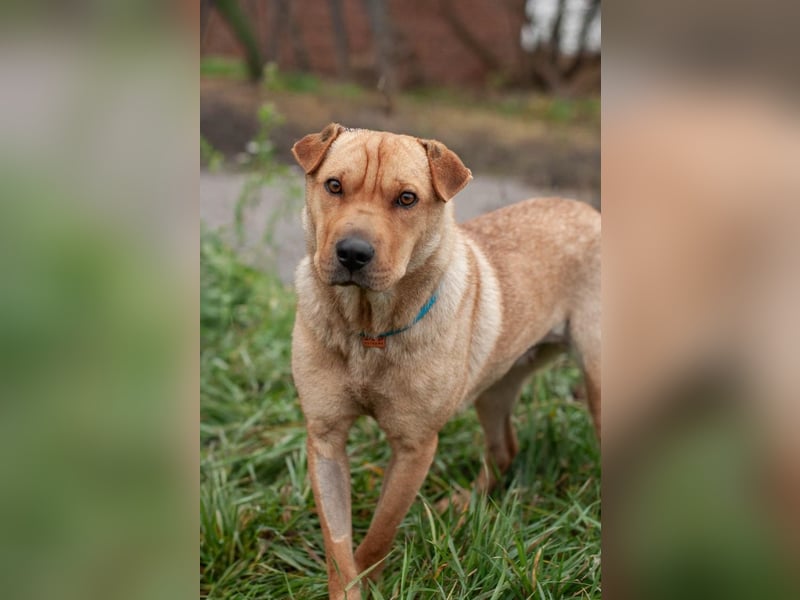 Wundervolle Shar Pei-Mix Dame Daly (Ukraine)