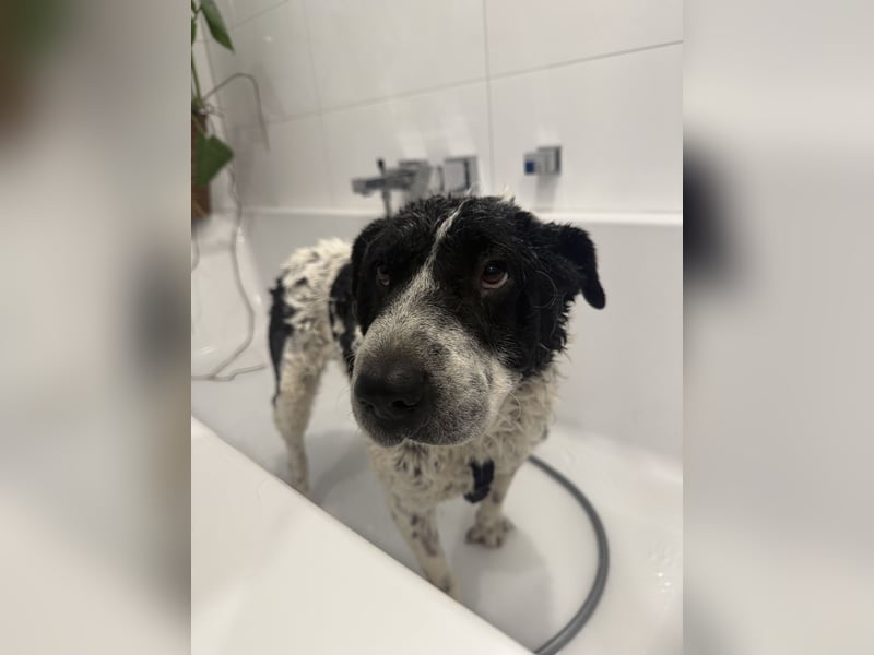 Bandit wartet auf Pflegestelle in Köln auf dich