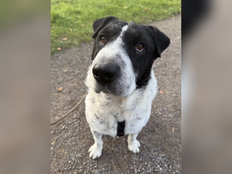 Bandit - Ich warte in Deutschland auf dich