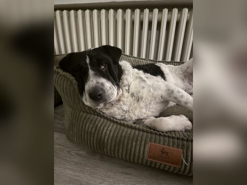 Bandit - Ich warte in Deutschland auf dich