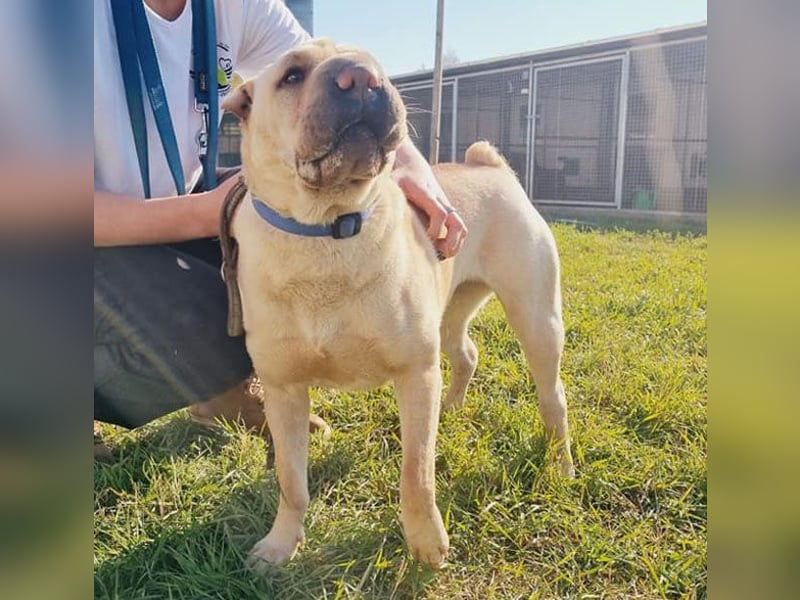 Michelle sucht ein Zuhause