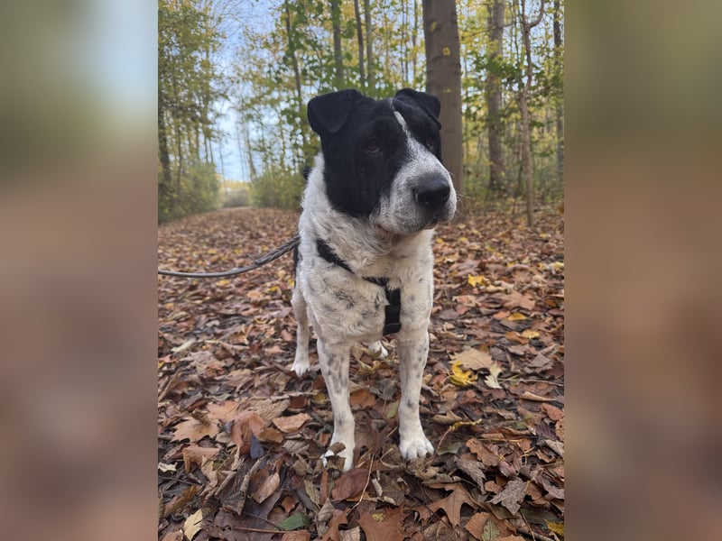 Bandit, wartet in Köln