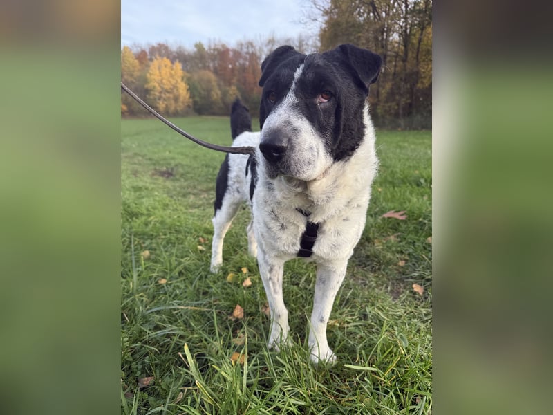 Bandit - Raubt dir dein Herz :-) !