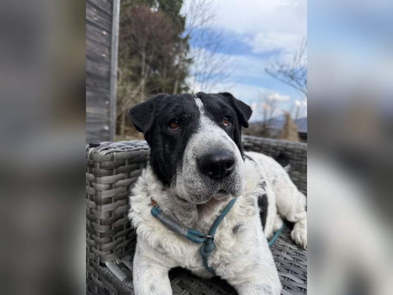 Bandit - Ich warte in Deutschland auf dich