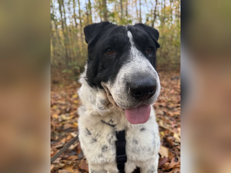 Bandit wartet auf Pflegestelle in Köln auf dich