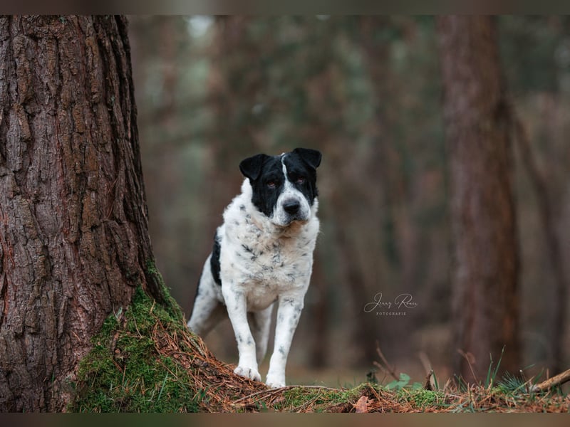 Bandit - Ich warte in Deutschland auf dich