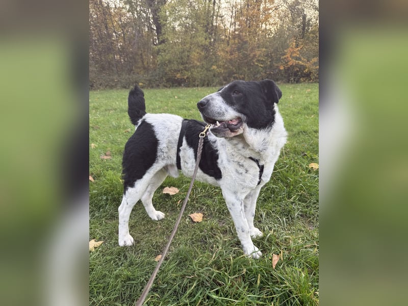 Bandit - Ich warte in Deutschland auf dich