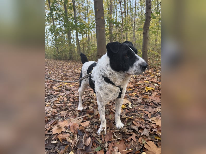 Bandit - Ich warte in Deutschland auf dich