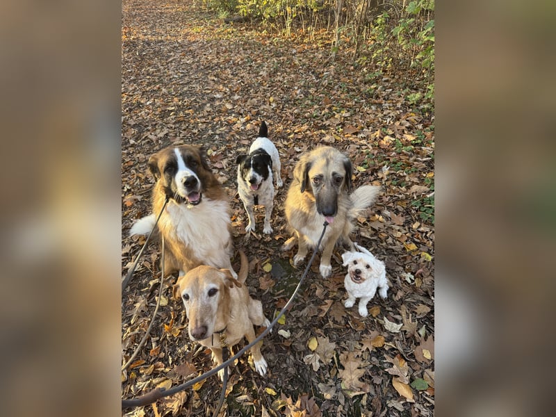 Bandit - Ich warte in Deutschland auf dich