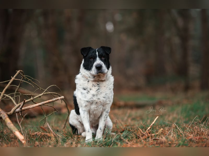 Bandit wartet in Deutschland auf dich