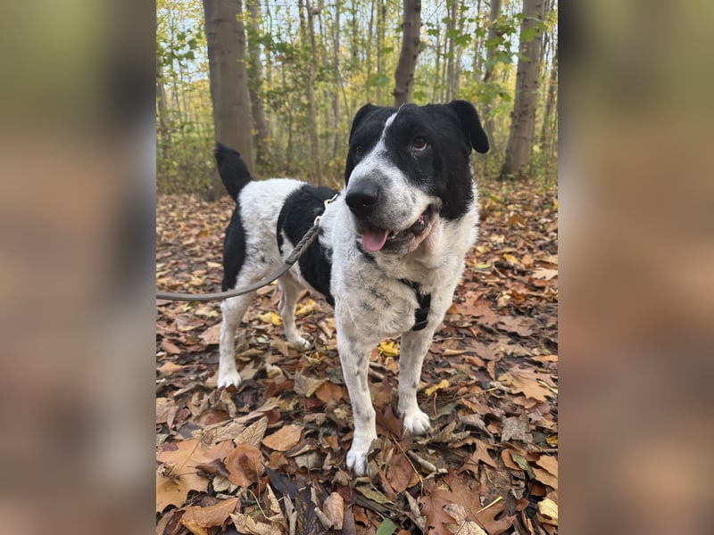 Bandit - Ich warte in Deutschland auf dich