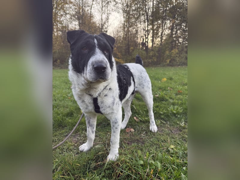 Bandit - Raubt dir dein Herz :-) !