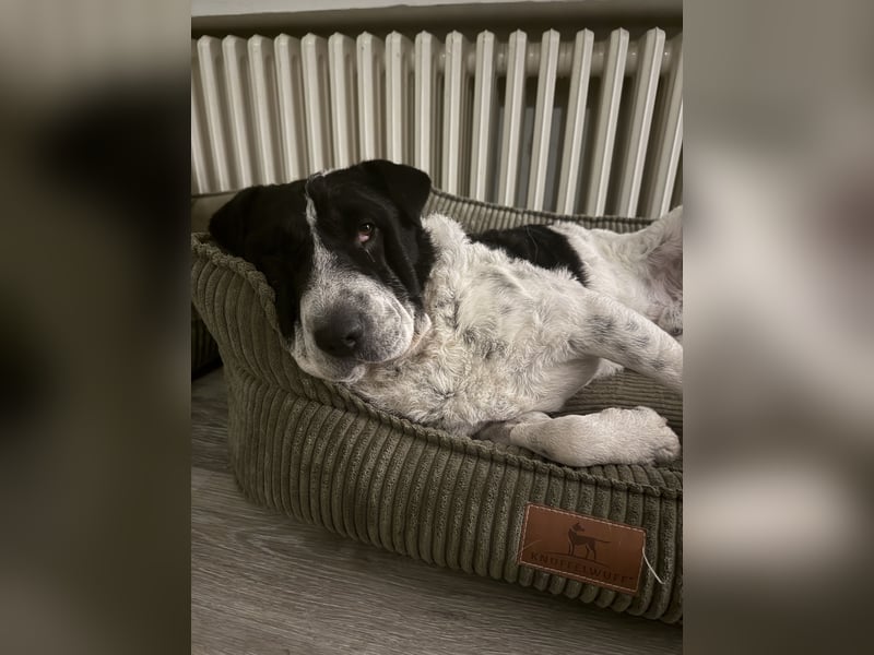 Bandit, wartet in Köln