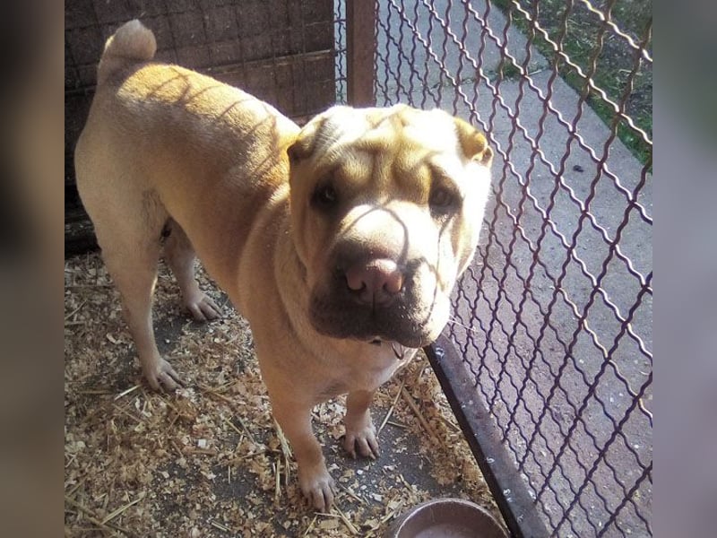 Michelle sucht ein Zuhause