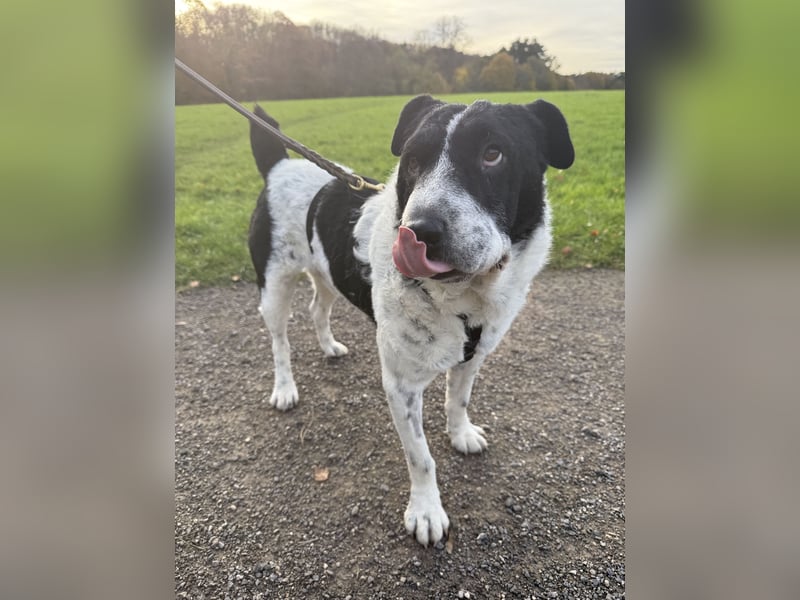 Bandit, wartet in Köln