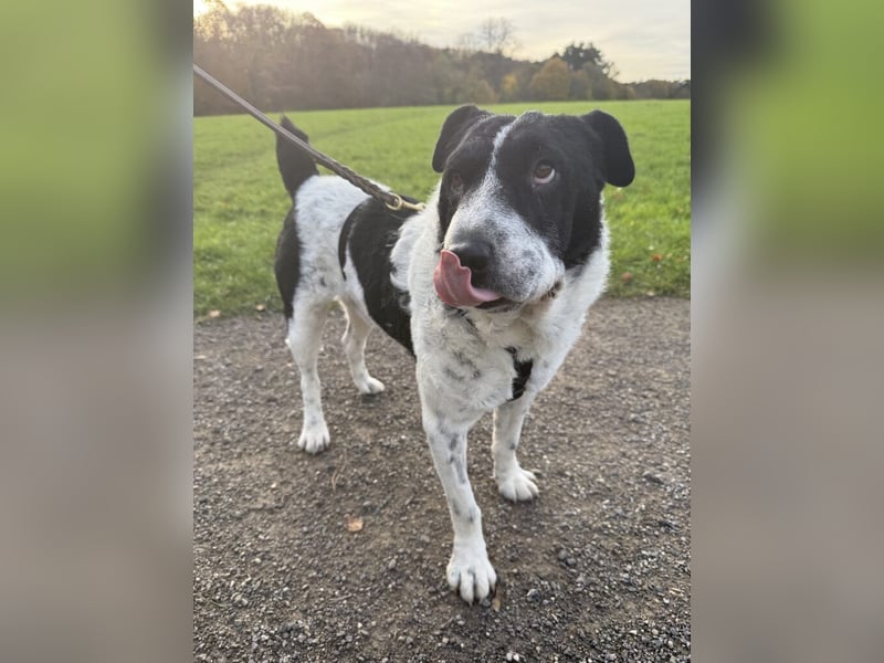 Bandit- ein Herzensklauer auf 4 Pfoten