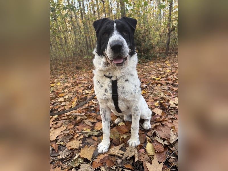 Bandit - Ich warte in Deutschland auf dich