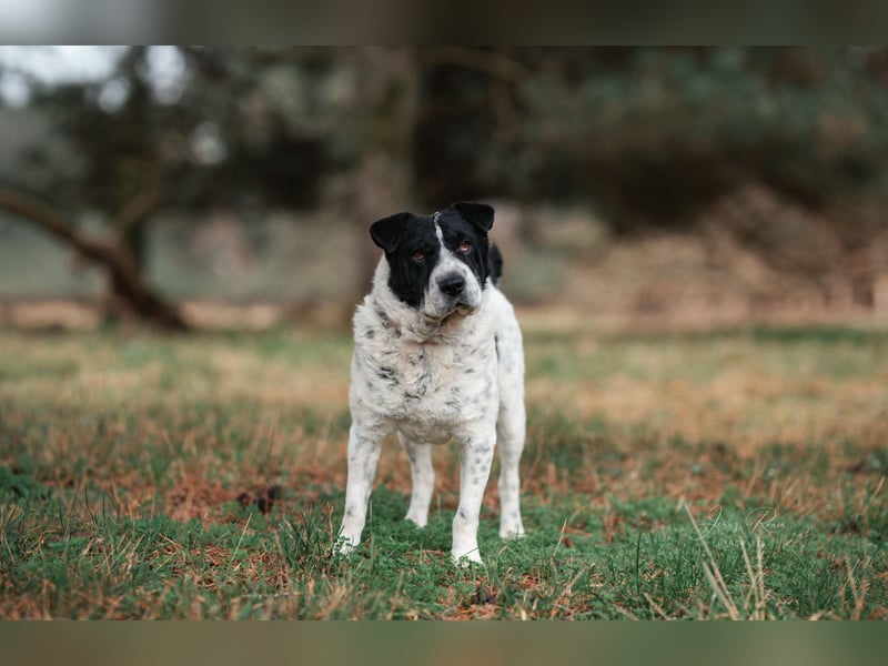 Bandit wartet in Deutschland auf dich