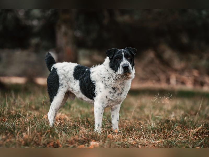 Bandit wartet in Deutschland auf dich