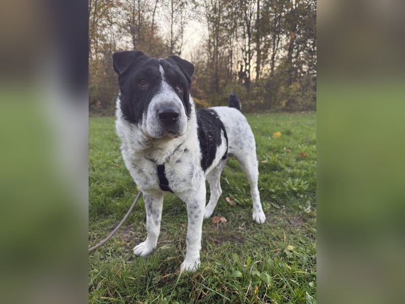 Bandit- ein Herzensklauer auf 4 Pfoten