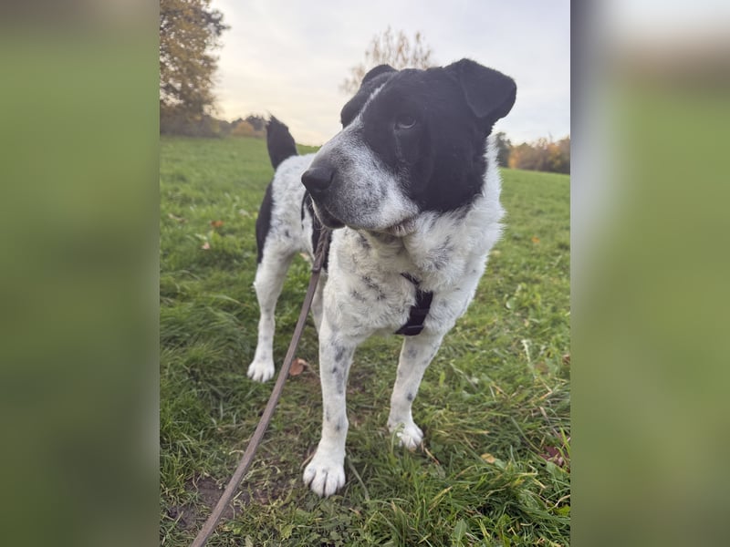 Bandit wartet auf Pflegestelle in Köln auf dich