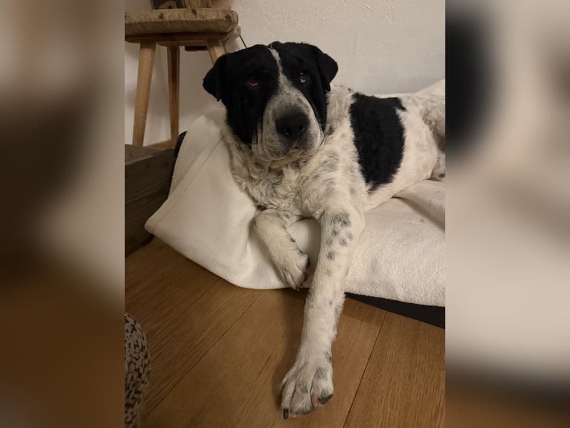 Bandit - Ich warte in Deutschland auf dich