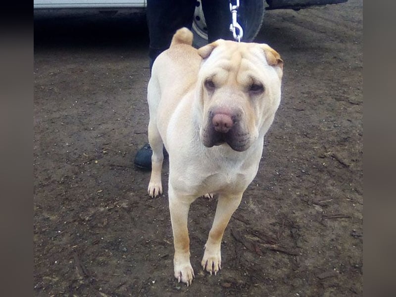 Michelle sucht ein Zuhause