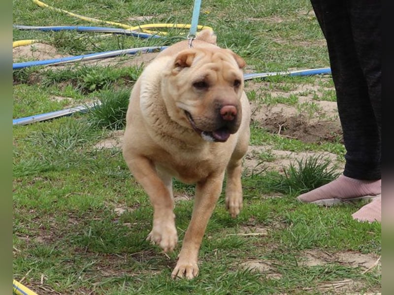 Michelle sucht ein Zuhause