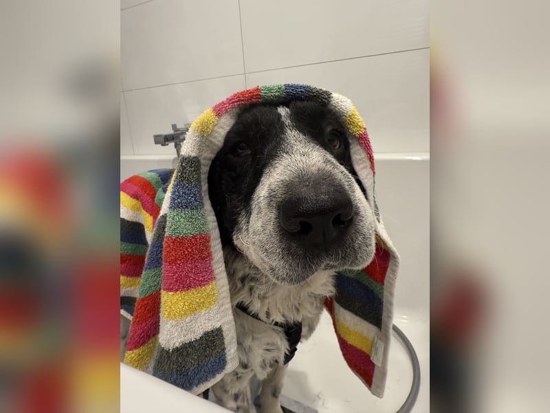 Bandit - ein Herzensbrecher