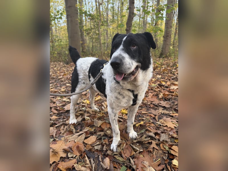 Bandit - ein Herzensbrecher