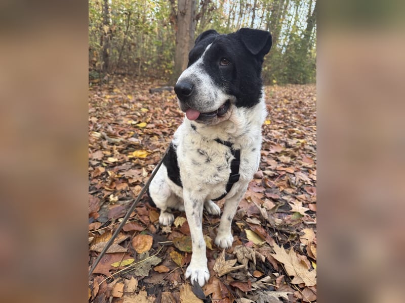 Bandit- ein Herzensklauer auf 4 Pfoten