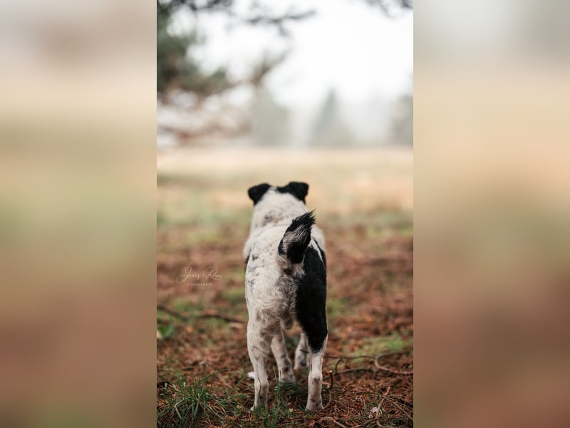 Bandit wartet in Deutschland auf dich