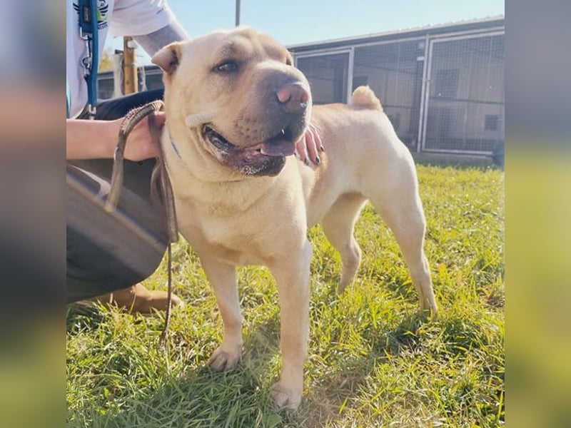 Michelle sucht ein Zuhause