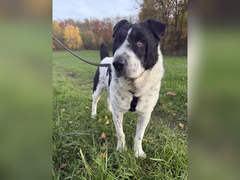 Bandit - Ich warte in Deutschland auf dich