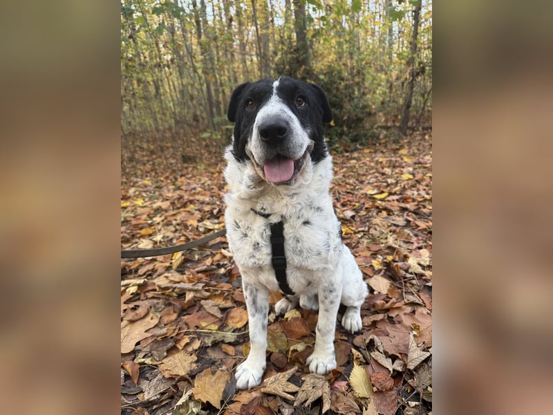 Bandit - ein Herzensbrecher