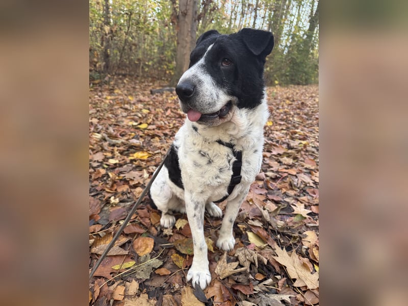 Bandit wartet auf Pflegestelle in Köln auf dich