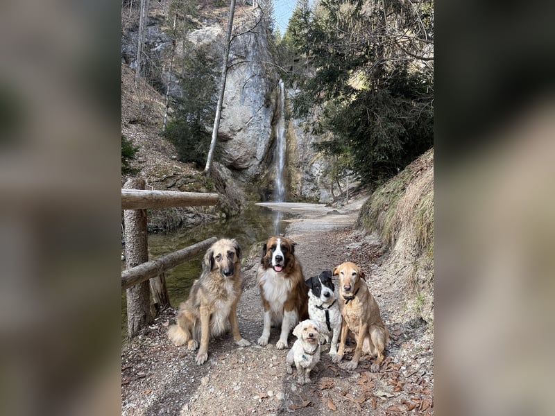 Bandit - Ich warte in Deutschland auf dich