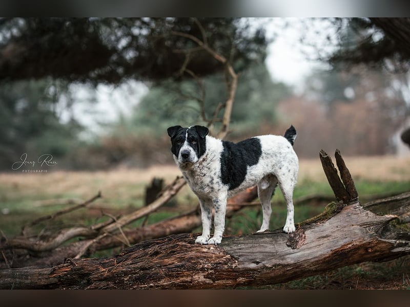 Bandit - Ich warte in Deutschland auf dich