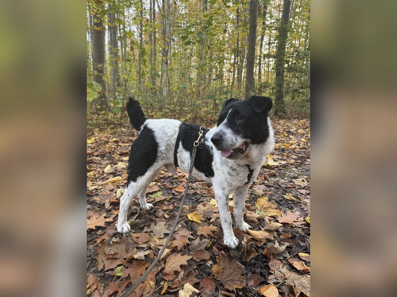 Bandit - ein Herzensbrecher