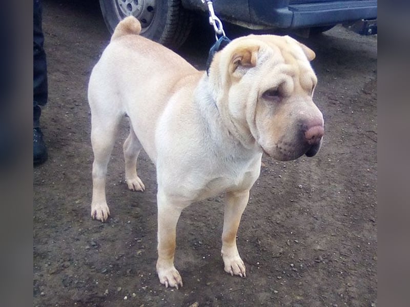 Michelle sucht ein Zuhause