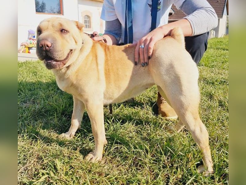 Michelle sucht ein Zuhause