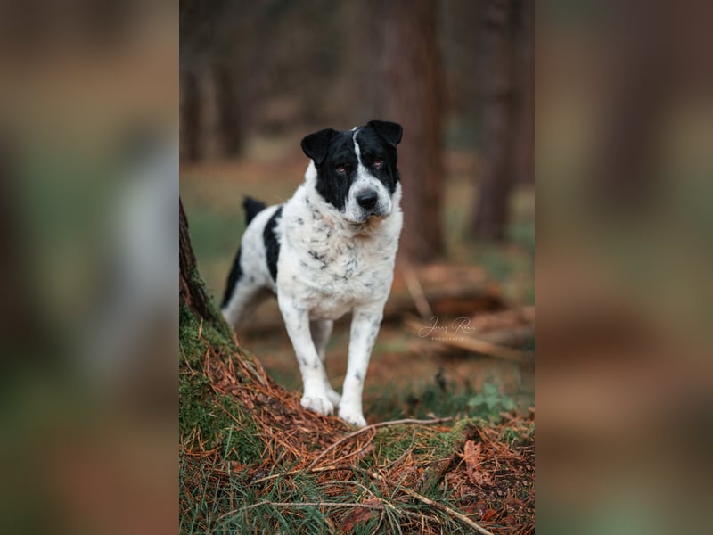 Bandit wartet in Deutschland auf dich