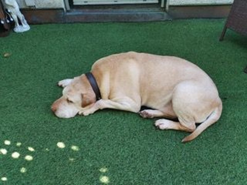 Chester muss unverschuldet sein Zuhause verlassen