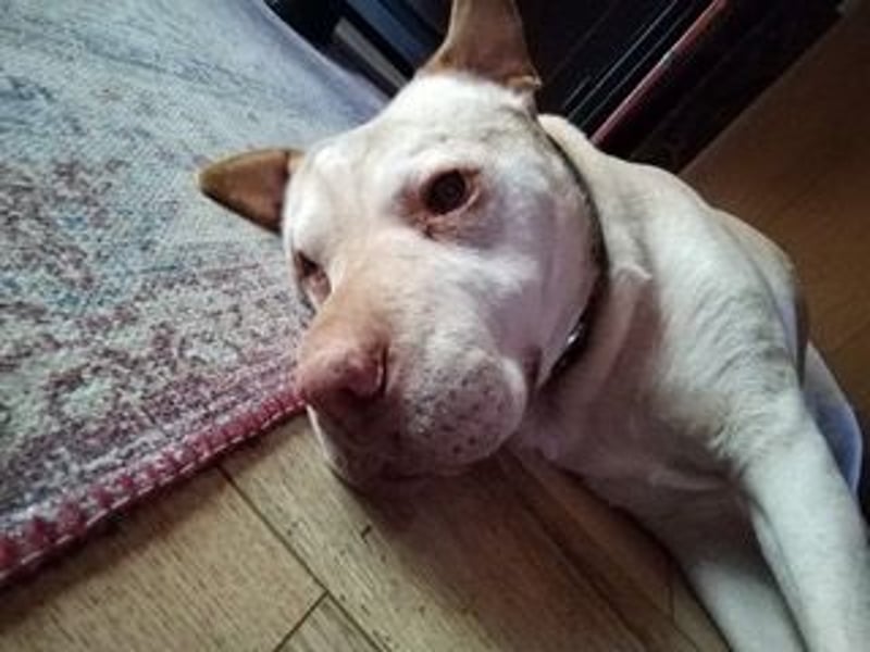 Chester muss unverschuldet sein Zuhause verlassen