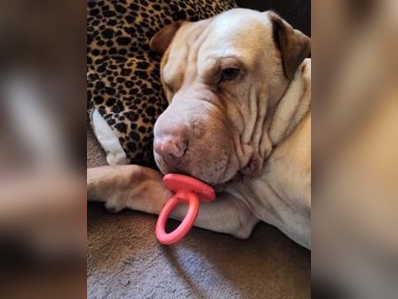 Chester muss unverschuldet sein Zuhause verlassen