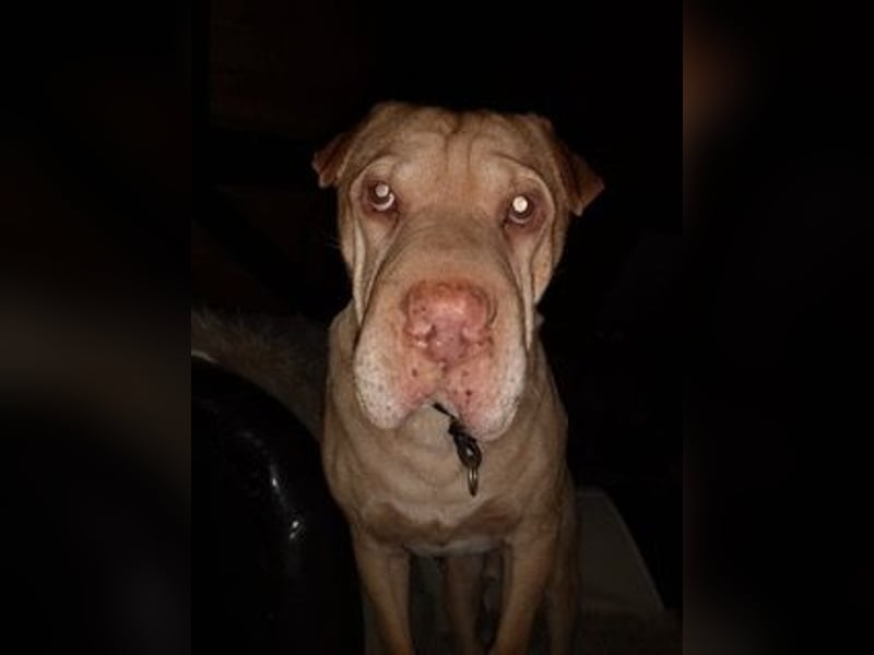 Chester muss unverschuldet sein Zuhause verlassen