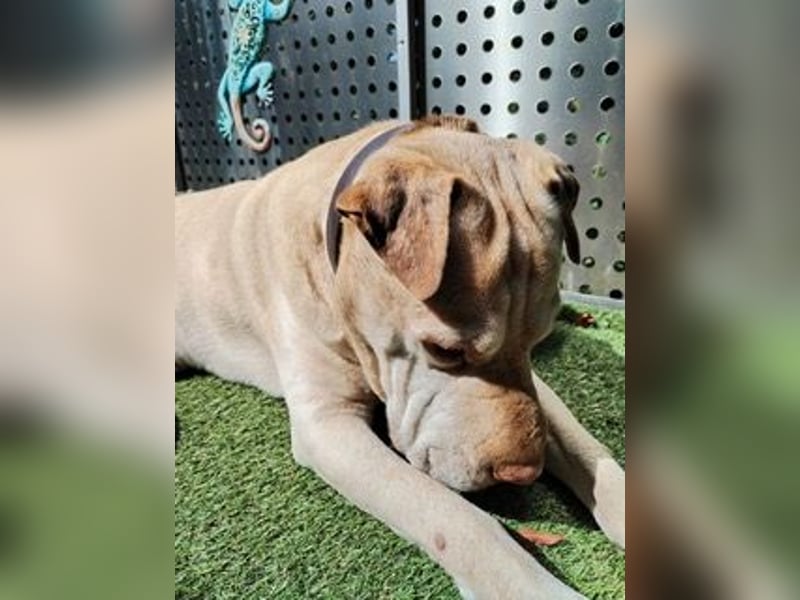 Chester muss unverschuldet sein Zuhause verlassen