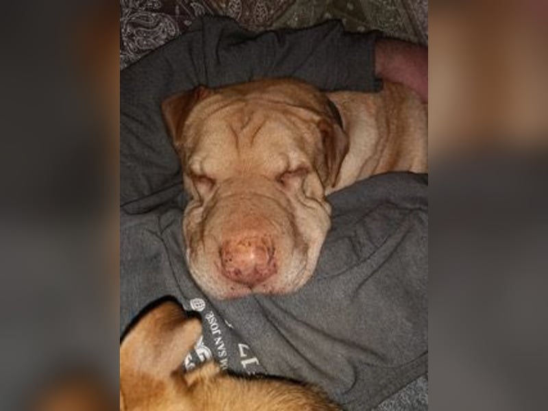 Chester muss unverschuldet sein Zuhause verlassen